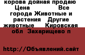 корова дойная продаю › Цена ­ 100 000 - Все города Животные и растения » Другие животные   . Кировская обл.,Захарищево п.